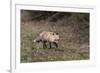 USA, WY, Yellowstone NP. Close-up of red fox in field. Red Fox hunting next to a forest edge.-Jaynes Gallery-Framed Photographic Print