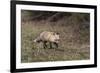 USA, WY, Yellowstone NP. Close-up of red fox in field. Red Fox hunting next to a forest edge.-Jaynes Gallery-Framed Photographic Print