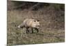 USA, WY, Yellowstone NP. Close-up of red fox in field. Red Fox hunting next to a forest edge.-Jaynes Gallery-Mounted Photographic Print