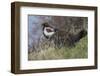 USA, WY, Yellowstone NP. Dusky grouse bird in mating display.-Jaynes Gallery-Framed Photographic Print