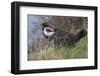 USA, WY, Yellowstone NP. Dusky grouse bird in mating display.-Jaynes Gallery-Framed Photographic Print