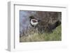 USA, WY, Yellowstone NP. Dusky grouse bird in mating display.-Jaynes Gallery-Framed Photographic Print