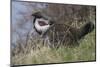 USA, WY, Yellowstone NP. Dusky grouse bird in mating display.-Jaynes Gallery-Mounted Photographic Print