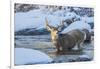 USA, Wyoming, A mule deer buck crosses Pine Creek-Elizabeth Boehm-Framed Photographic Print