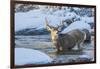 USA, Wyoming, A mule deer buck crosses Pine Creek-Elizabeth Boehm-Framed Photographic Print