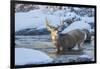 USA, Wyoming, A mule deer buck crosses Pine Creek-Elizabeth Boehm-Framed Photographic Print