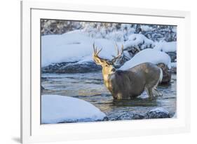 USA, Wyoming, A mule deer buck crosses Pine Creek-Elizabeth Boehm-Framed Premium Photographic Print