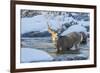 USA, Wyoming, A mule deer buck crosses Pine Creek-Elizabeth Boehm-Framed Premium Photographic Print