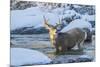 USA, Wyoming, A mule deer buck crosses Pine Creek-Elizabeth Boehm-Mounted Premium Photographic Print