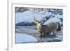 USA, Wyoming, A mule deer buck crosses Pine Creek-Elizabeth Boehm-Framed Photographic Print