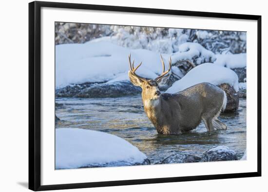 USA, Wyoming, A mule deer buck crosses Pine Creek-Elizabeth Boehm-Framed Photographic Print