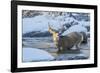 USA, Wyoming, A mule deer buck crosses Pine Creek-Elizabeth Boehm-Framed Photographic Print