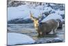 USA, Wyoming, A mule deer buck crosses Pine Creek-Elizabeth Boehm-Mounted Photographic Print