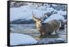 USA, Wyoming, A mule deer buck crosses Pine Creek-Elizabeth Boehm-Framed Stretched Canvas