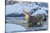 USA, Wyoming, A mule deer buck crosses Pine Creek-Elizabeth Boehm-Stretched Canvas