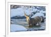 USA, Wyoming, A mule deer buck crosses Pine Creek-Elizabeth Boehm-Framed Photographic Print