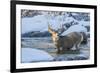 USA, Wyoming, A mule deer buck crosses Pine Creek-Elizabeth Boehm-Framed Photographic Print