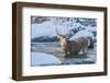 USA, Wyoming, A mule deer buck crosses Pine Creek-Elizabeth Boehm-Framed Photographic Print