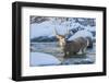 USA, Wyoming, A mule deer buck crosses Pine Creek-Elizabeth Boehm-Framed Photographic Print