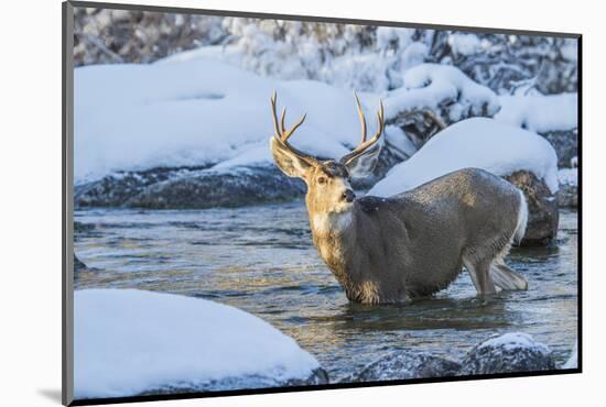 USA, Wyoming, A mule deer buck crosses Pine Creek-Elizabeth Boehm-Mounted Photographic Print