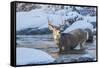 USA, Wyoming, A mule deer buck crosses Pine Creek-Elizabeth Boehm-Framed Stretched Canvas