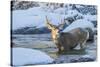 USA, Wyoming, A mule deer buck crosses Pine Creek-Elizabeth Boehm-Stretched Canvas