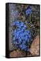 USA, Wyoming. Alpine forget-me-not, found in an alpine area near the Beartooth Highway, Wyoming-Judith-Framed Stretched Canvas