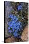 USA, Wyoming. Alpine forget-me-not, found in an alpine area near the Beartooth Highway, Wyoming-Judith-Stretched Canvas