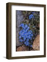 USA, Wyoming. Alpine forget-me-not, found in an alpine area near the Beartooth Highway, Wyoming-Judith-Framed Photographic Print