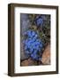 USA, Wyoming. Alpine forget-me-not, found in an alpine area near the Beartooth Highway, Wyoming-Judith-Framed Photographic Print