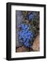 USA, Wyoming. Alpine forget-me-not, found in an alpine area near the Beartooth Highway, Wyoming-Judith-Framed Photographic Print