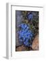 USA, Wyoming. Alpine forget-me-not, found in an alpine area near the Beartooth Highway, Wyoming-Judith-Framed Photographic Print