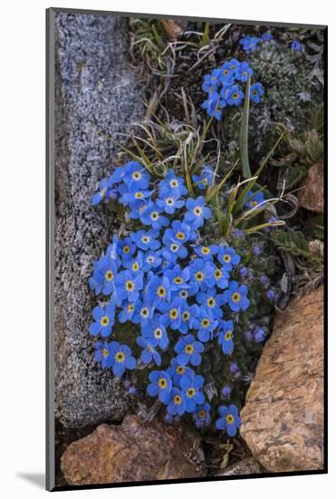 USA, Wyoming. Alpine forget-me-not, found in an alpine area near the Beartooth Highway, Wyoming-Judith-Mounted Photographic Print