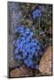 USA, Wyoming. Alpine forget-me-not, found in an alpine area near the Beartooth Highway, Wyoming-Judith-Mounted Photographic Print