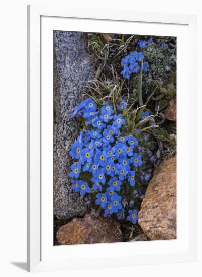 USA, Wyoming. Alpine forget-me-not, found in an alpine area near the Beartooth Highway, Wyoming-Judith-Framed Photographic Print