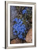 USA, Wyoming. Alpine forget-me-not, found in an alpine area near the Beartooth Highway, Wyoming-Judith-Framed Photographic Print