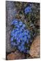 USA, Wyoming. Alpine forget-me-not, found in an alpine area near the Beartooth Highway, Wyoming-Judith-Mounted Photographic Print
