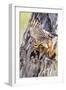 USA, Wyoming, American Kestrel Feeding Grasshopper to Chicks in Nest-Elizabeth Boehm-Framed Photographic Print