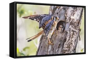 USA, Wyoming, American Kestrel Male at Cavity Nest with Nestling-Elizabeth Boehm-Framed Stretched Canvas