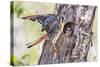 USA, Wyoming, American Kestrel Male at Cavity Nest with Nestling-Elizabeth Boehm-Stretched Canvas