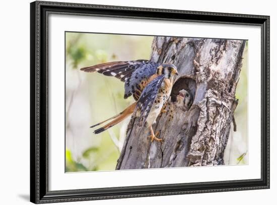 USA, Wyoming, American Kestrel Male at Cavity Nest with Nestling-Elizabeth Boehm-Framed Photographic Print