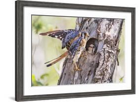 USA, Wyoming, American Kestrel Male at Cavity Nest with Nestling-Elizabeth Boehm-Framed Photographic Print