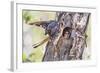 USA, Wyoming, American Kestrel Male at Cavity Nest with Nestling-Elizabeth Boehm-Framed Photographic Print