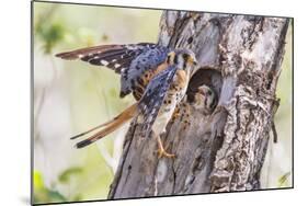 USA, Wyoming, American Kestrel Male at Cavity Nest with Nestling-Elizabeth Boehm-Mounted Photographic Print