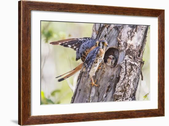 USA, Wyoming, American Kestrel Male at Cavity Nest with Nestling-Elizabeth Boehm-Framed Photographic Print