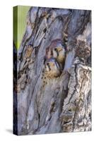 USA, Wyoming, American Kestrel Nestlings Looking Out of Nest Cavity-Elizabeth Boehm-Stretched Canvas