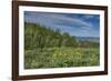 USA, Wyoming. Arrowleaf balsamroot wildflowers and Aspen Trees in meadow-Howie Garber-Framed Photographic Print