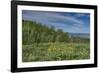 USA, Wyoming. Arrowleaf balsamroot wildflowers and Aspen Trees in meadow-Howie Garber-Framed Photographic Print