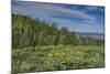 USA, Wyoming. Arrowleaf balsamroot wildflowers and Aspen Trees in meadow-Howie Garber-Mounted Photographic Print