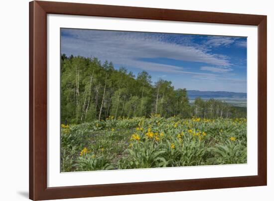 USA, Wyoming. Arrowleaf balsamroot wildflowers and Aspen Trees in meadow-Howie Garber-Framed Photographic Print